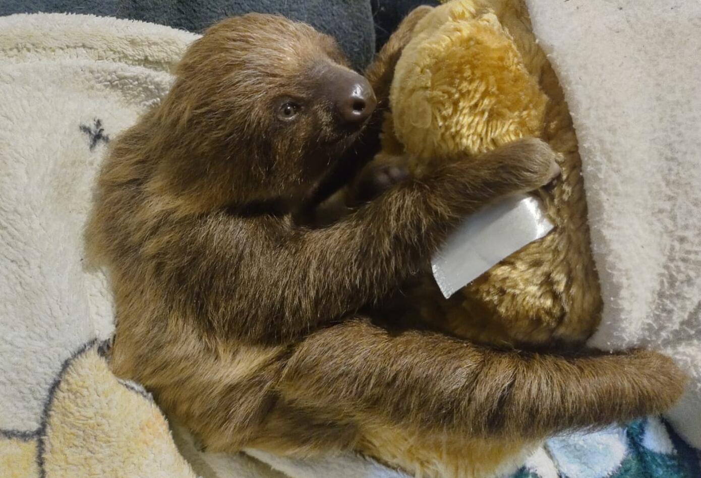 Oso perezoso rescatado en Bogotá