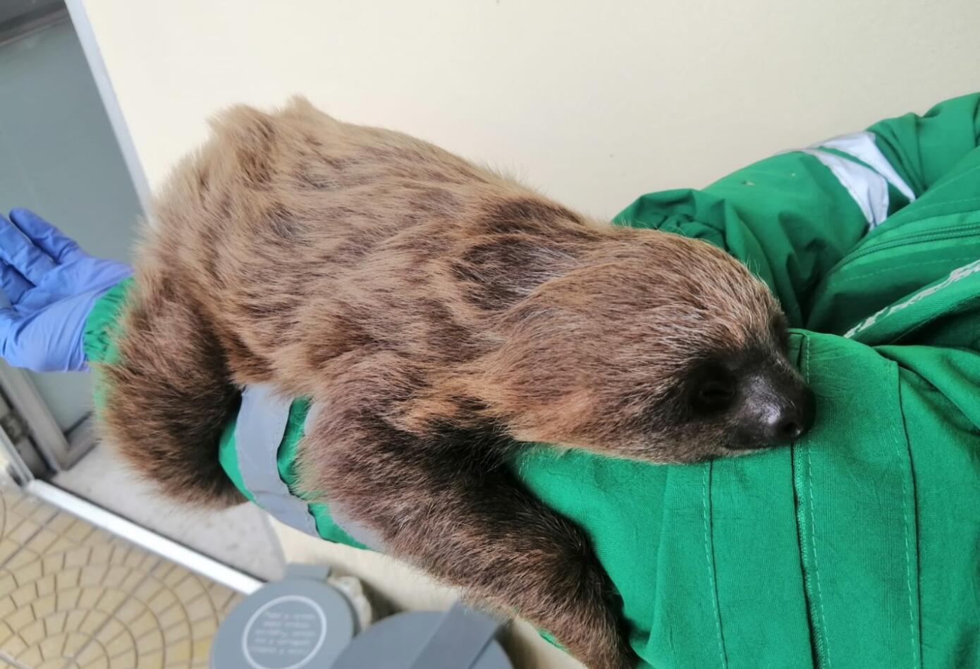 Oso perezoso rescatado en Bogotá