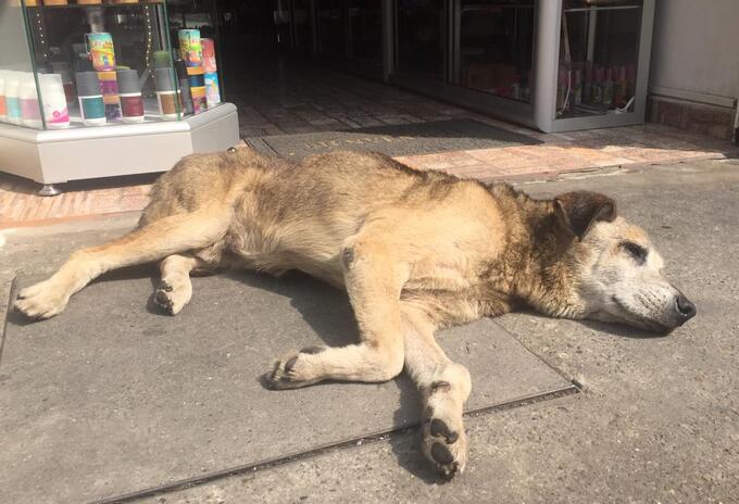 Perros callejeros en Bogotá