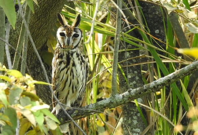Colombia líder mundial en avistamiento de aves