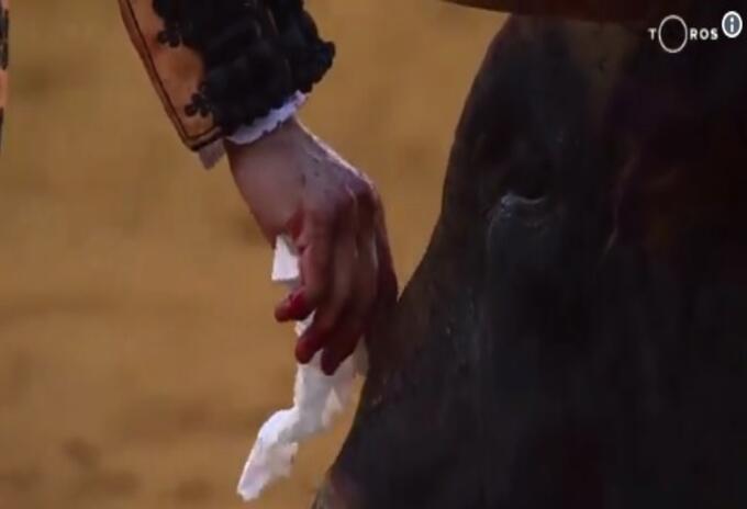 Torero limpia lagrimas de toro antes de darle su ultima estocada Toro