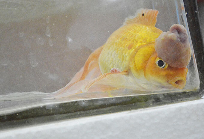 Pez dorado con tumor.