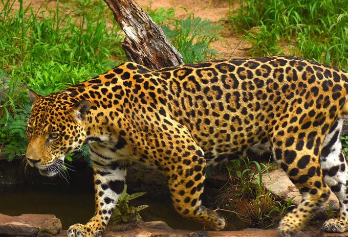 Jaguar.