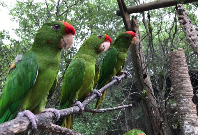 Rescate de aves silvestres