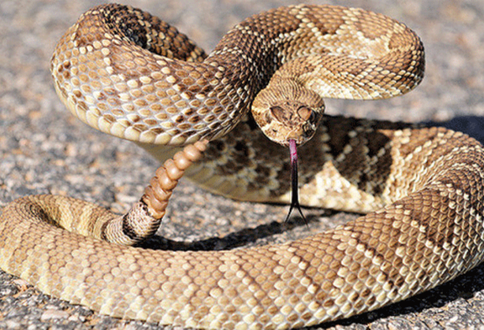 Serpiente cáscabel.