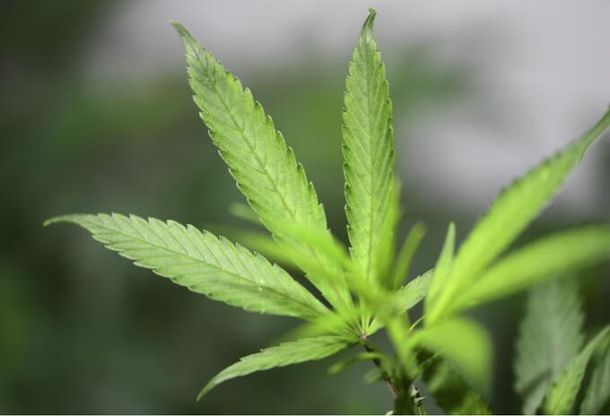 Cultivo de cannabis medicinal.