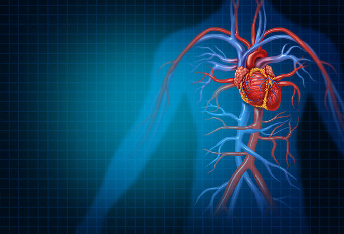 Salud del corazón - Enfermedad cardiovascular