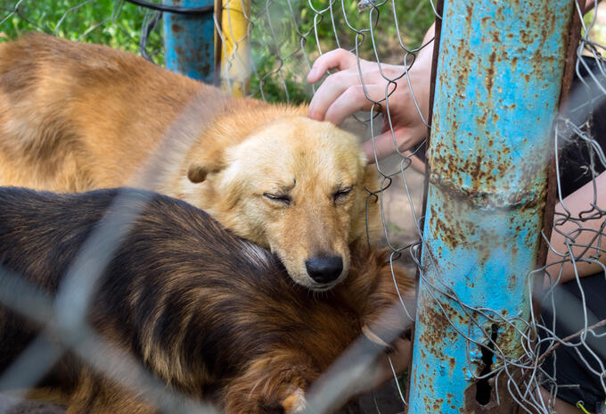 Perros - Adopción
