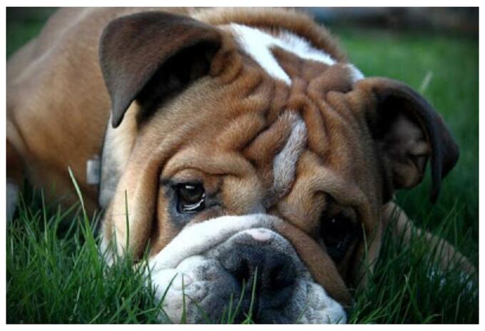 Bulldog Inglés Bulldog Inglés