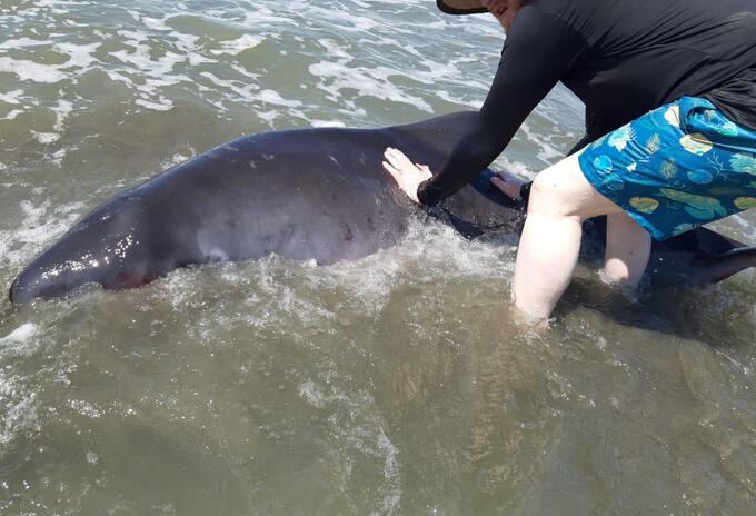 El mamaifero fue hallado herido en las playas