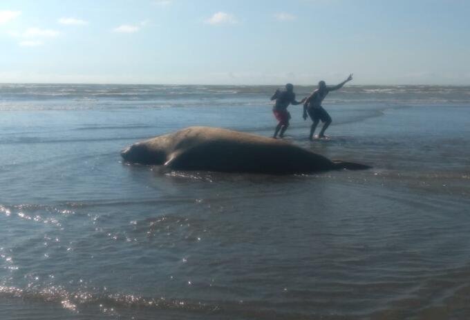 Elefante marino en Buenaventura.
