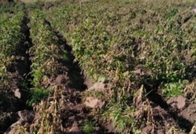 Cultivos afectados por heladas en Chitagá, Norte de Santander