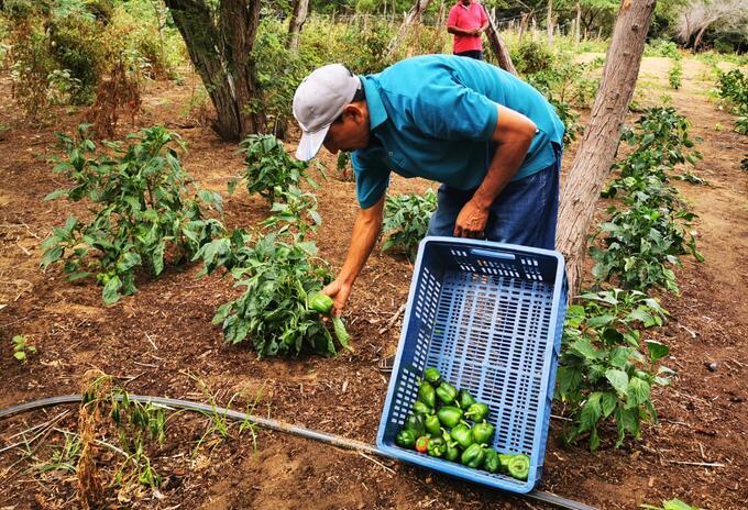 Indígena Wayuu recogiendo la cosecha de su huerta comunitaria