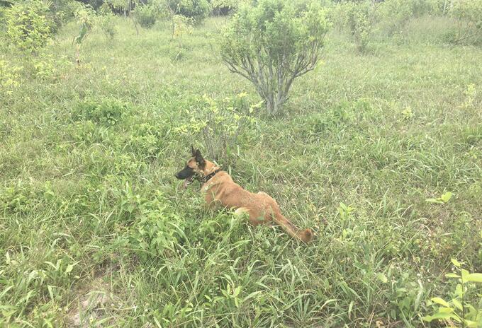 Perro antiexplosivo
