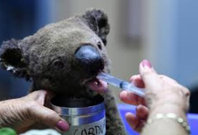 Los más de 200 focos de incendios forestales extinguieron al 50% de los koalas clave para su supervivencia.