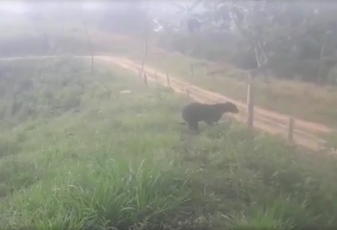 oso de anteojos en Segovia