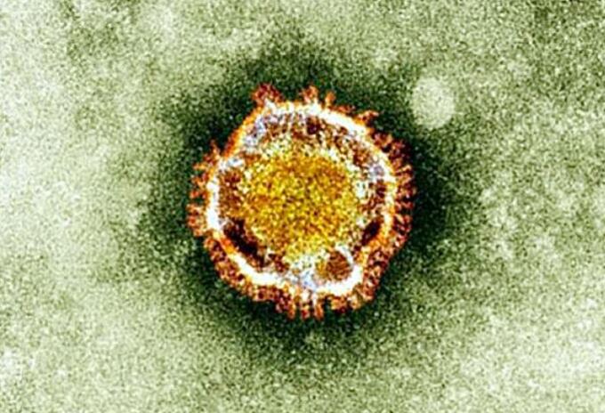 Los resultados del estudio fueron publicados en la plataforma bioRxiv, en una versión previa a la impresión (sin revisión por pares). Coronavirus
