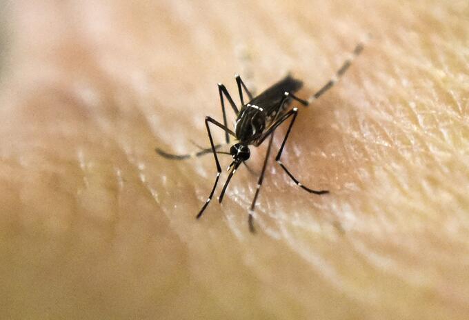 Mosquito que transmite el dengue.