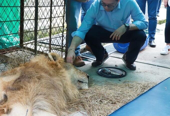 El felino permanece en un hogar de Paso de Fauna en Cali, tras estar moribundo en Montería.