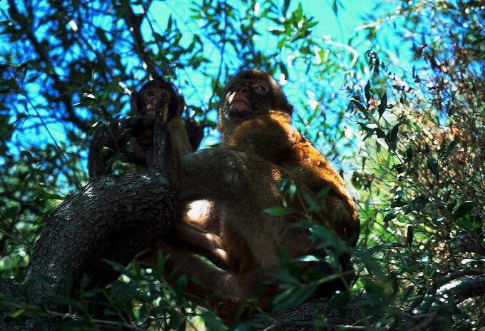 Monos Monos