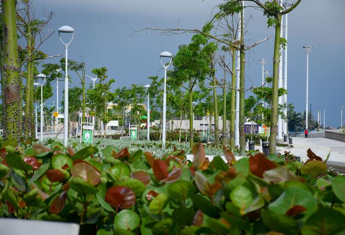 Árboles Malecón de Barranquilla