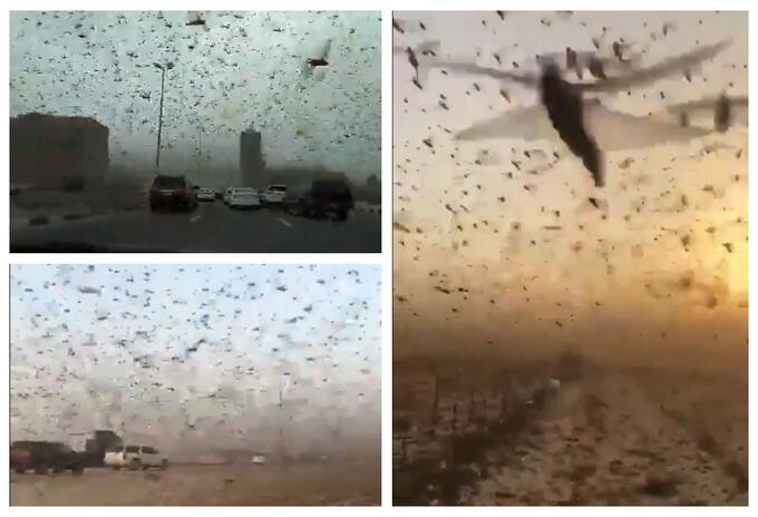 Plaga de langostas