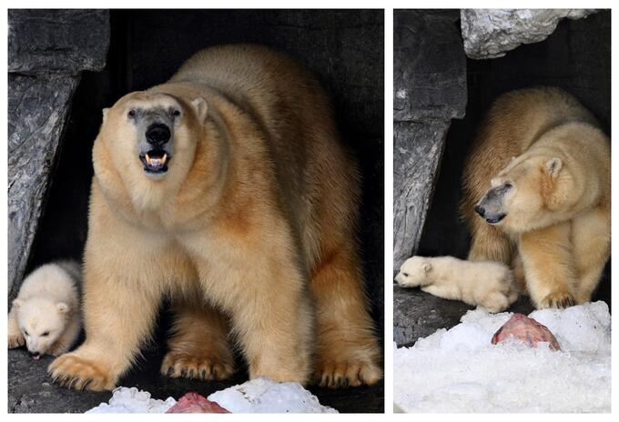 Oso polar