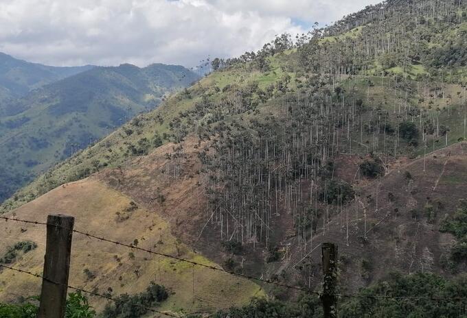 Palmas de cera en el cañón del río Toche, en Tolima.