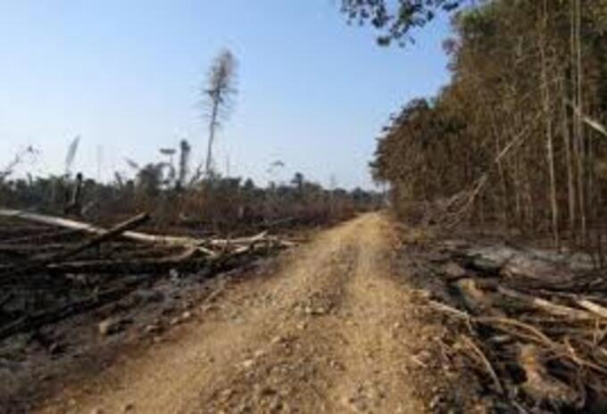 El Caquetá presenta los más altos índices de deforestación en Colombia