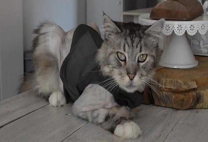 Gato con marcapasos