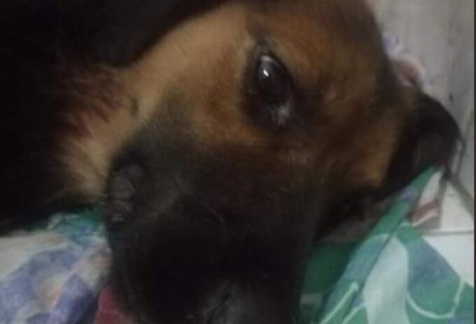 PERRO CRIOLLO