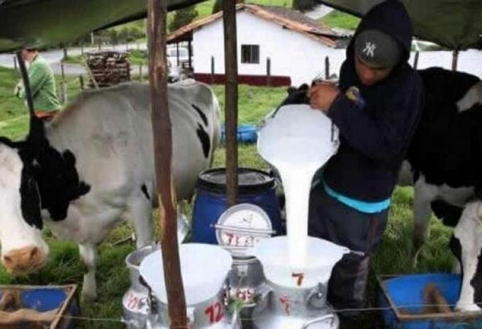 Producción de leche en el Tolima