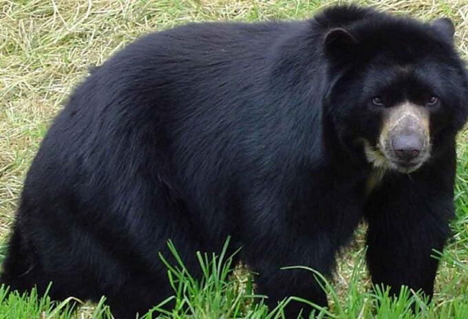 Oso Andino.