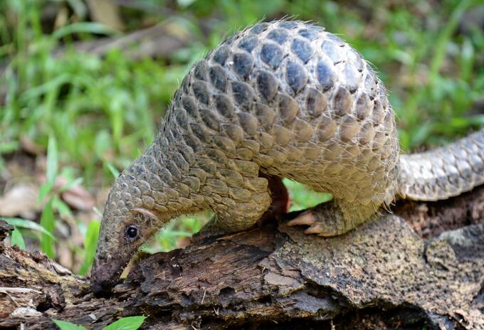 A este animal se le atribuye la transmisión de coronavirus