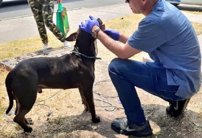 Lanzan un perro vivo desde un puente vehicular