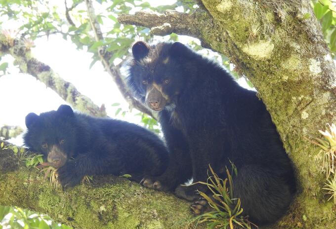 Osos de Anteojos en el Huila