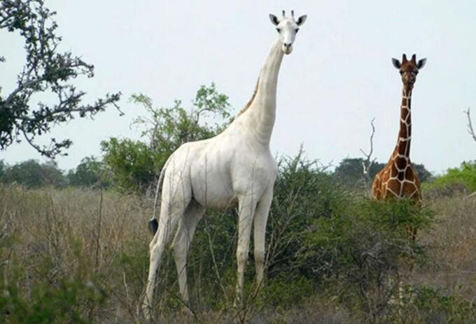 Jirafa blanca Jirafa blanca