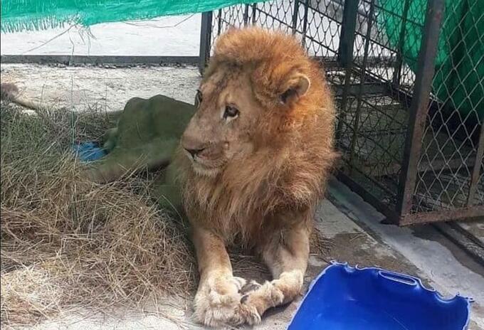 El león es sometido a nuevos exámenes para conocer que enfermedad padece.