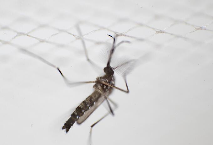 Mosquito del dengue Mosquito del dengue