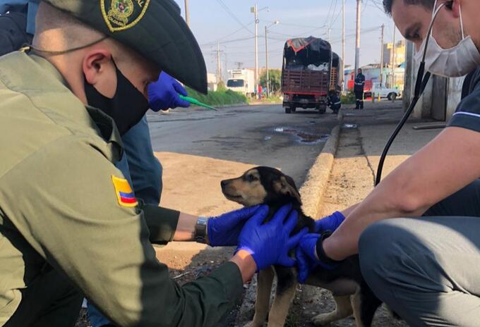 Autoridades adelantan actividad de protección a animales de calle en diferentes sectores de la ciudad.