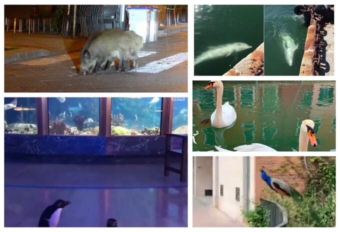 animales en las calles ante coronavirus