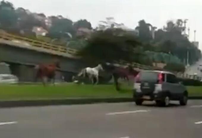 Caballos en la Av. Boyacá
