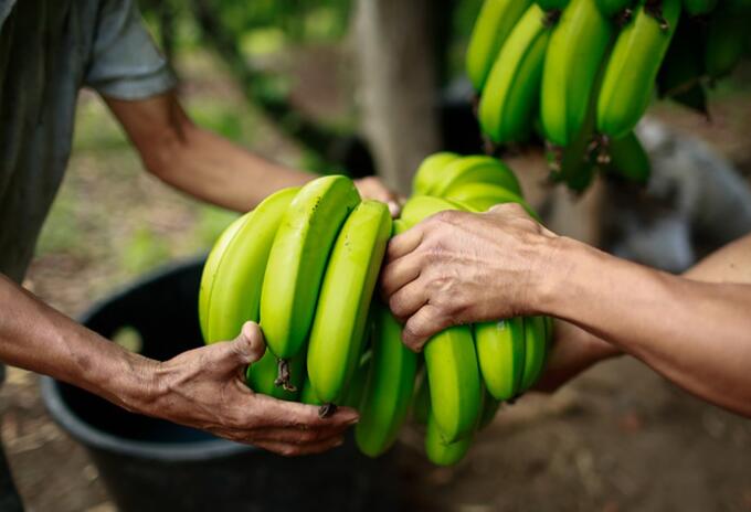 Cultivos de banano
