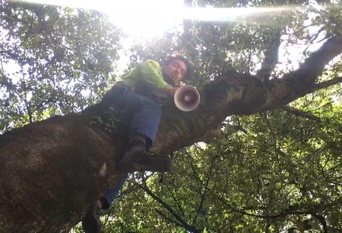 Hombre protesta contra licencias en le páramo de San Turbán, trepado en un árbol.