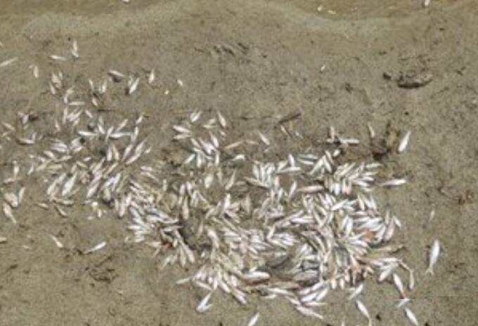 600 familias están sufriendo pérdidas por la mortandad de peces.
