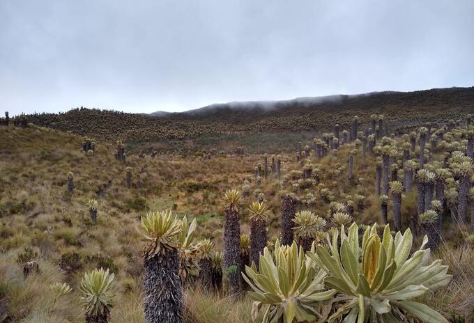 Valle de frailejones en el páramo de Murillo, Tolima.