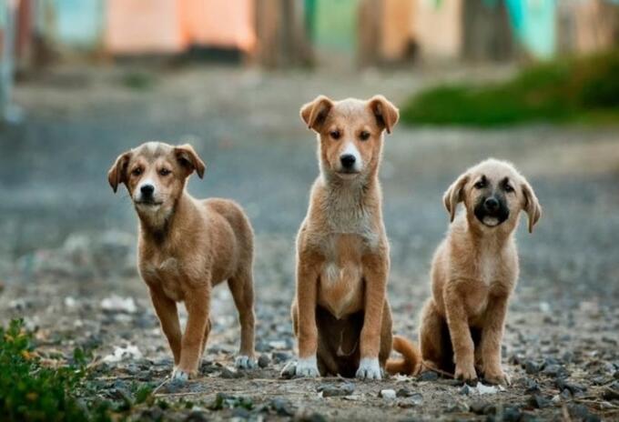 Animales de la calle están desamparados en la cuarentena