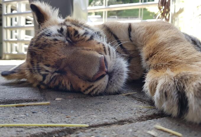 Tigre