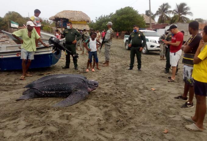 La turtuga fue cargada por 10 pescadores