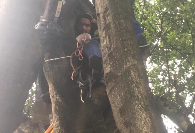 Ambientalista adelantando huelga de hambre colgado de un árbol, en Bogotá